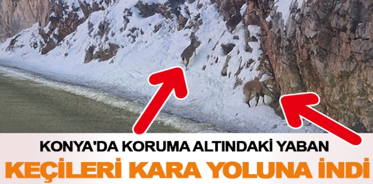 Konya'da koruma altındaki yaban keçileri kara yoluna indi?v=1