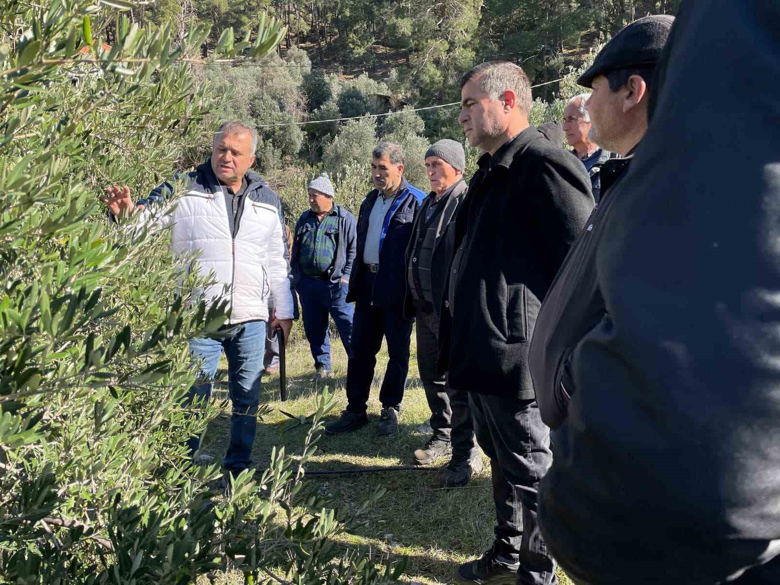 Köyceğiz’de zeytinde uygulamalı budama eğitimi verildi
