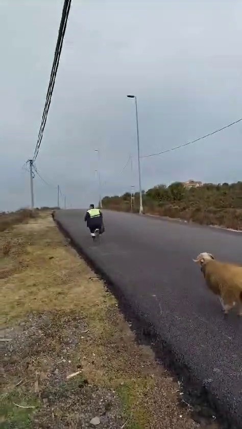 Beykoz’da koç, temizlik işçilerine zor anlar yaşattı
