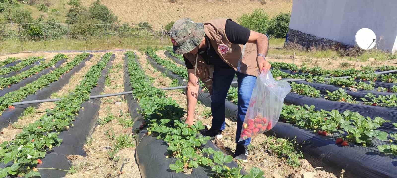 Manisa’da üreticilere yasaklı madde uyarısı
?v=1