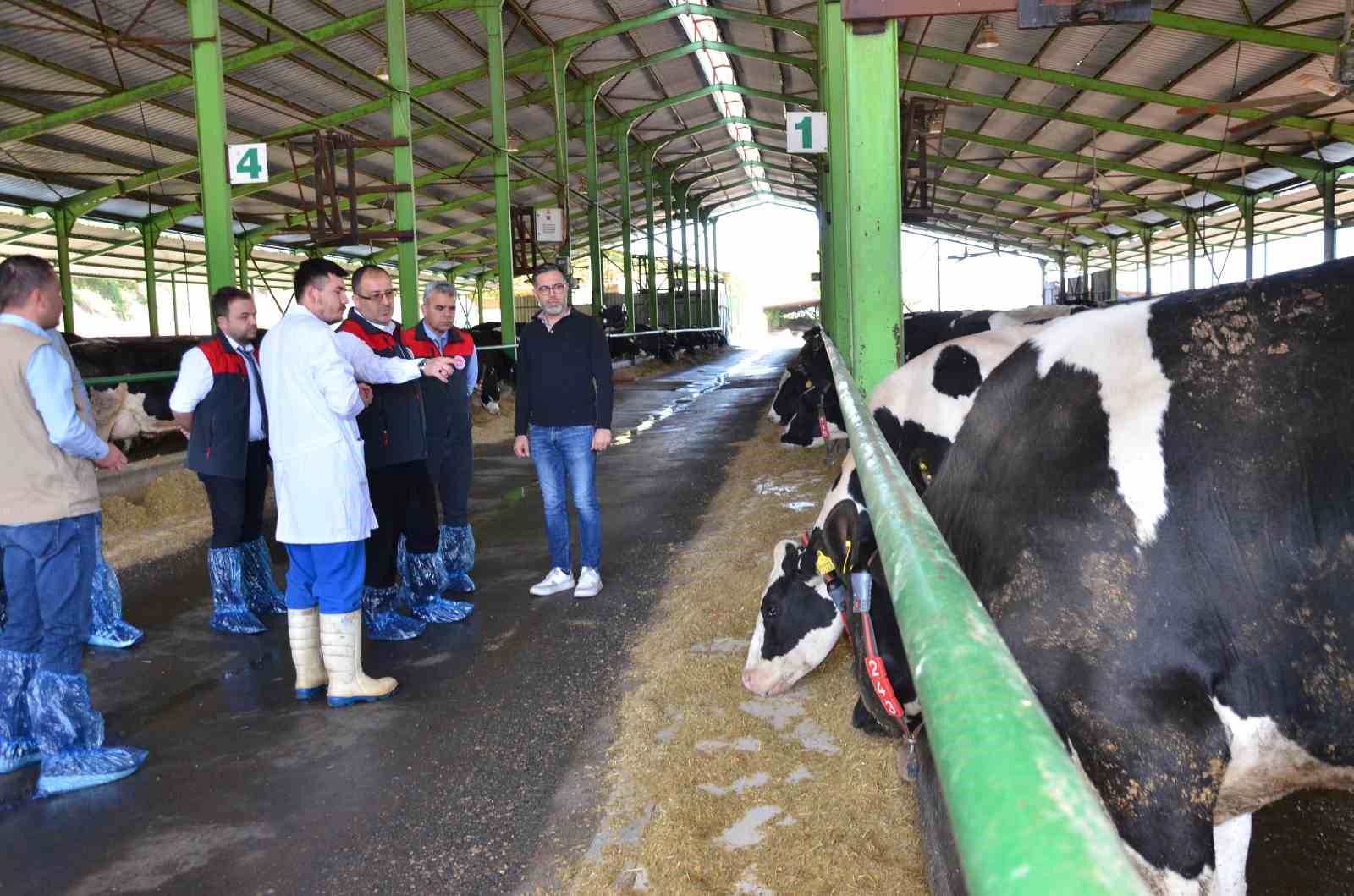 Denizli’de büyük baş hayvanlar için ilkbahar dönemi şap aşılama çalışması başladı
