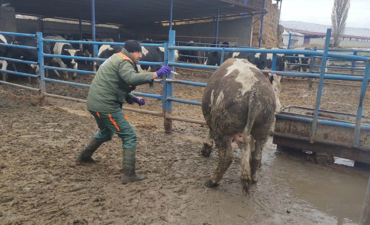 Ereğli’de şap hastalığına karşı mücadele sürüyor
