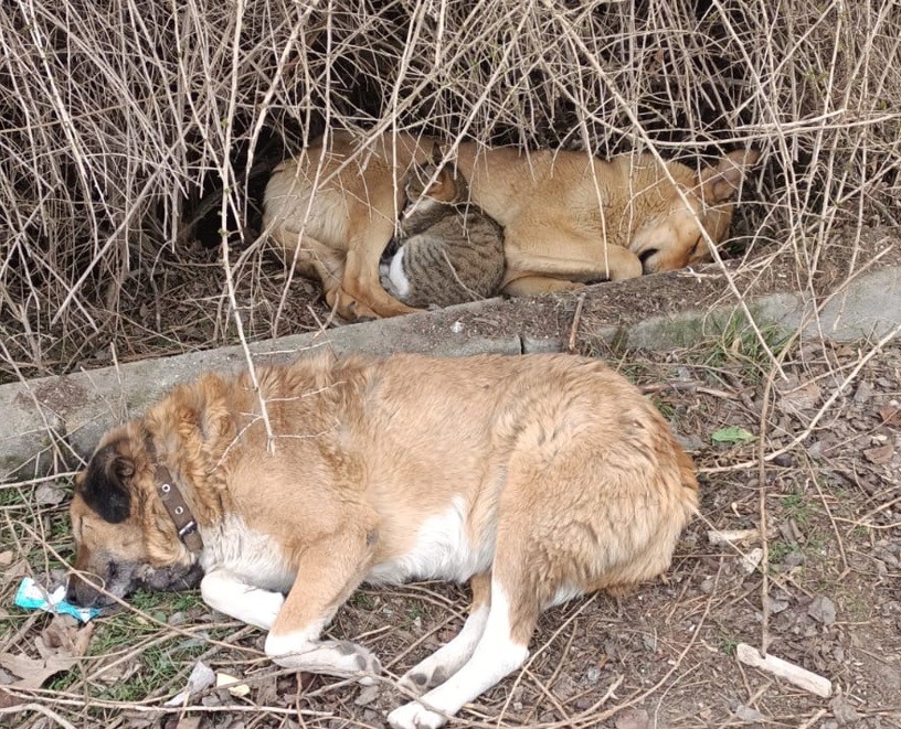 Kedi ile köpeğin kucak kucağa uyuduğu anlar kameraya yansıdı
?v=1