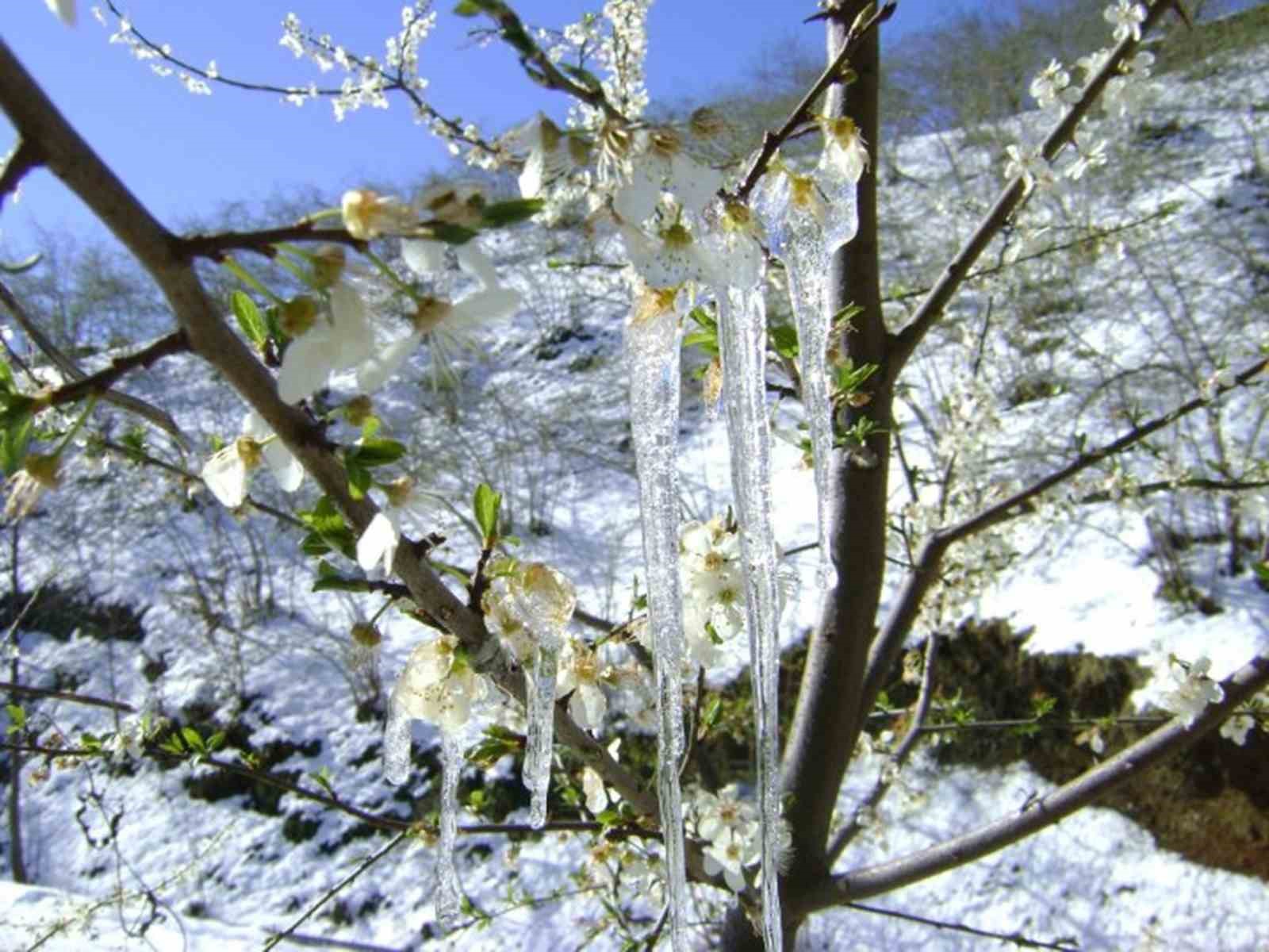 Muğla’nın sahil kesimlerine zirai don uyarısı
?v=1