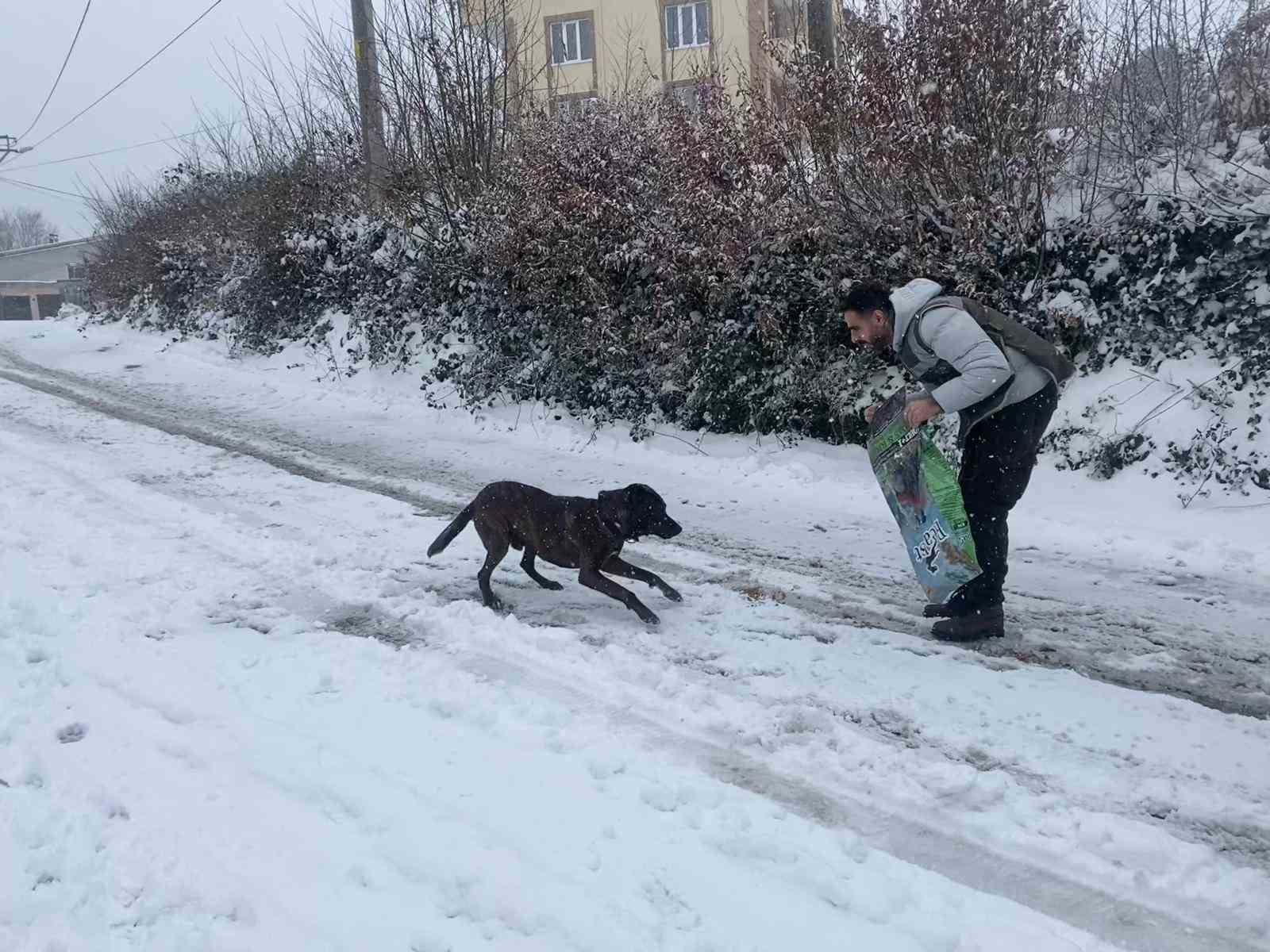 HAYDİ ekibinden sokak hayvanlarına mama desteği
?v=1