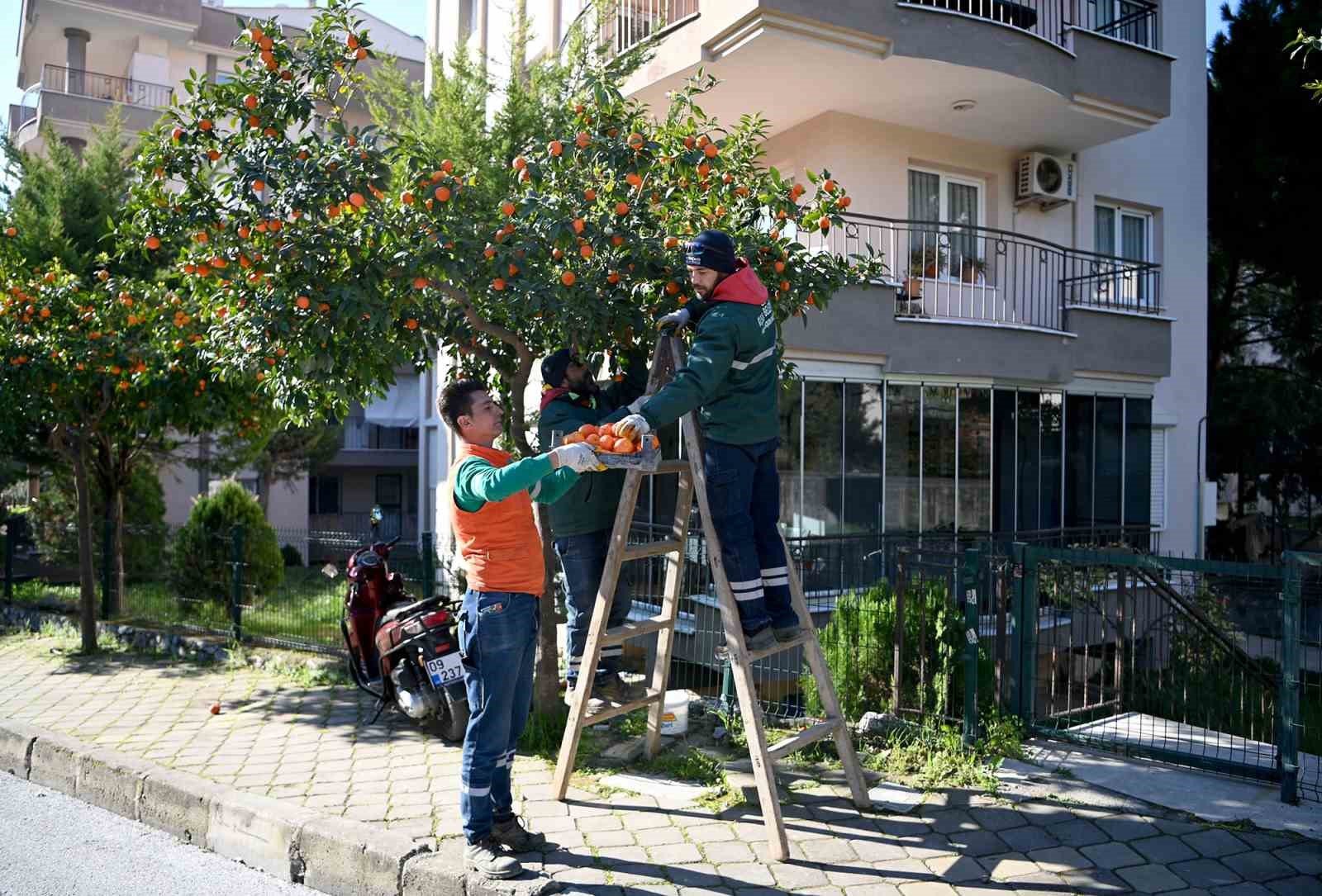 Kuşadası’nda turunç meyvesinin en tatlı yolculuğu başladı
?v=1