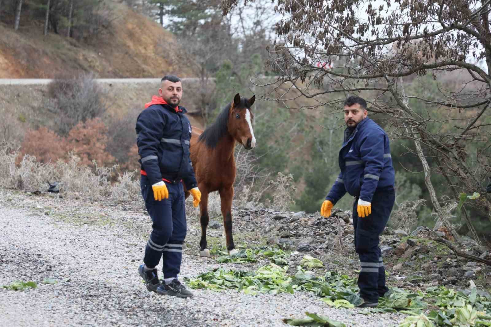 Şehzadeler Belediyesi’nden yılkı atlarına kış desteği
?v=1