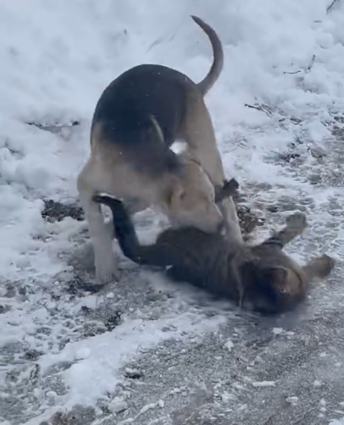 Kedi ve köpeğin oyunu cep telefonu kamerasına yansıdı
?v=1