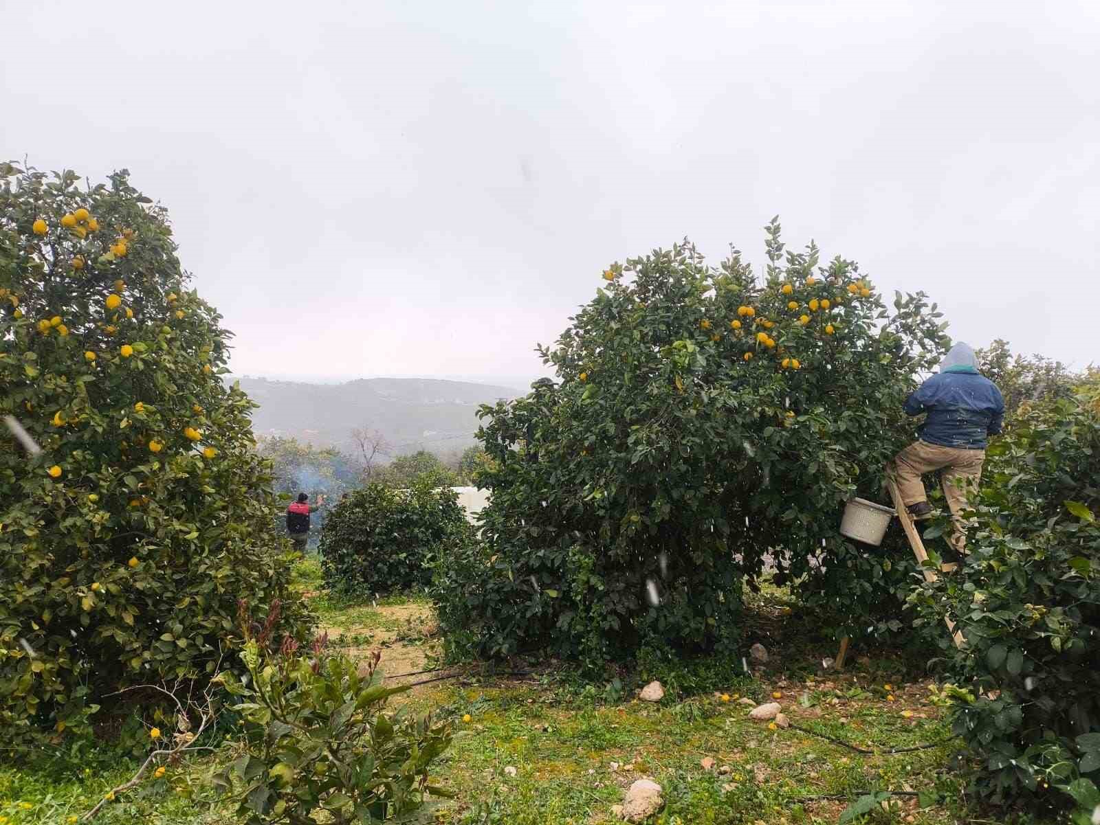 Mersin’de kar altında limon hasadı
?v=1