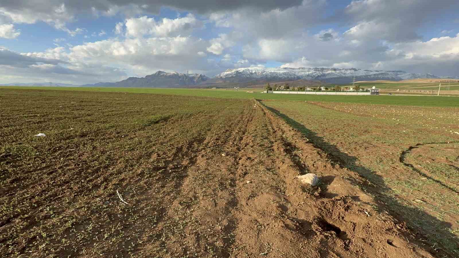 Silopi’de poşet içerisinde bebek cesedi bulundu
?v=1