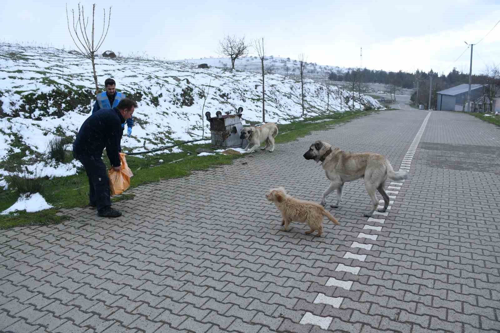 Başkan Ahmet Akın’dan sokaktaki canlara kış desteği
?v=1