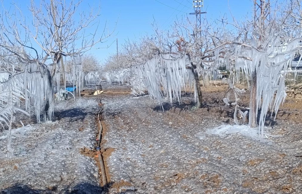 Adıyaman’da fıstık bahçesi buz tuttu
?v=1