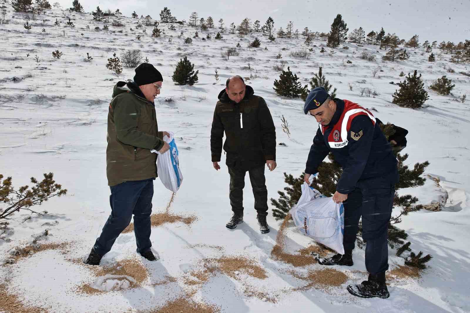 Sivas’ta yaban hayatı unutulmadı, 12 ton yem doğaya bırakıldı
?v=1