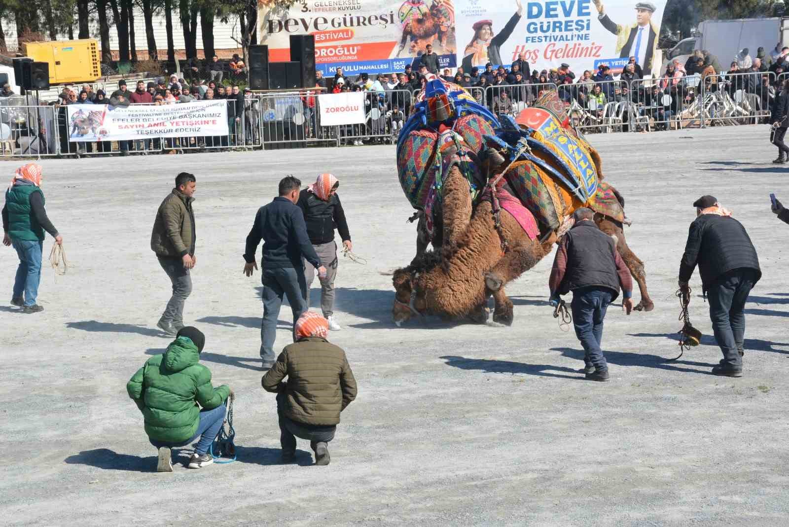 Efeler’de deve güreşi festivali coşkusu
?v=1