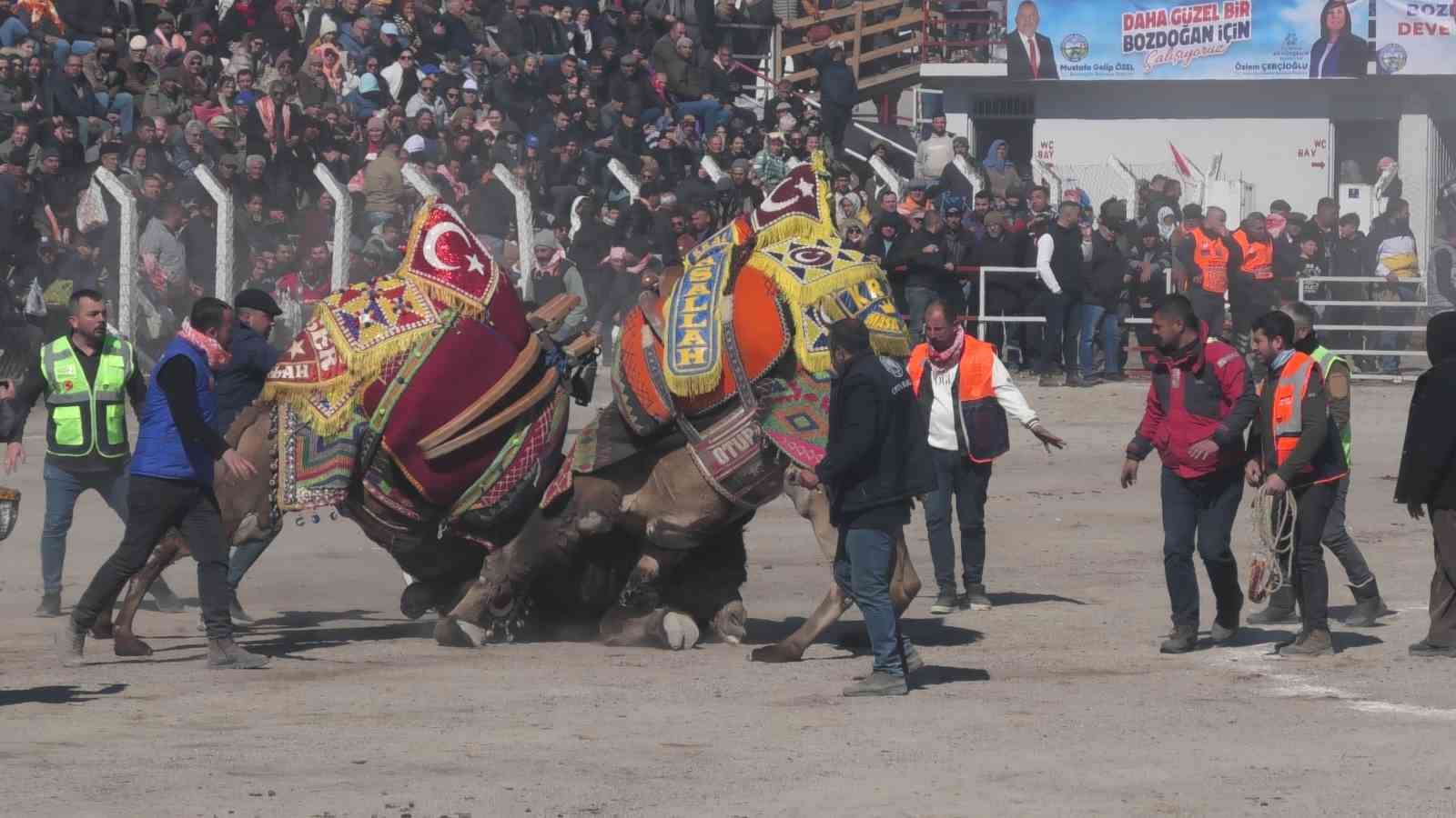 Bozdoğan’daki deve güreşi festivali, renkli görüntülere sahne oldu
?v=1