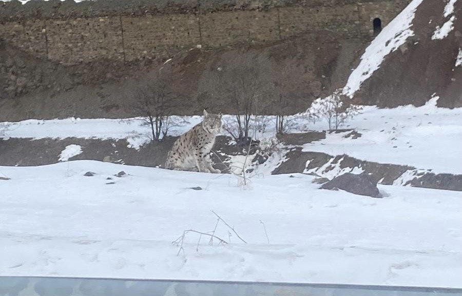 Kırmızı listedeki vaşak Elazığ’da görüldü
?v=1