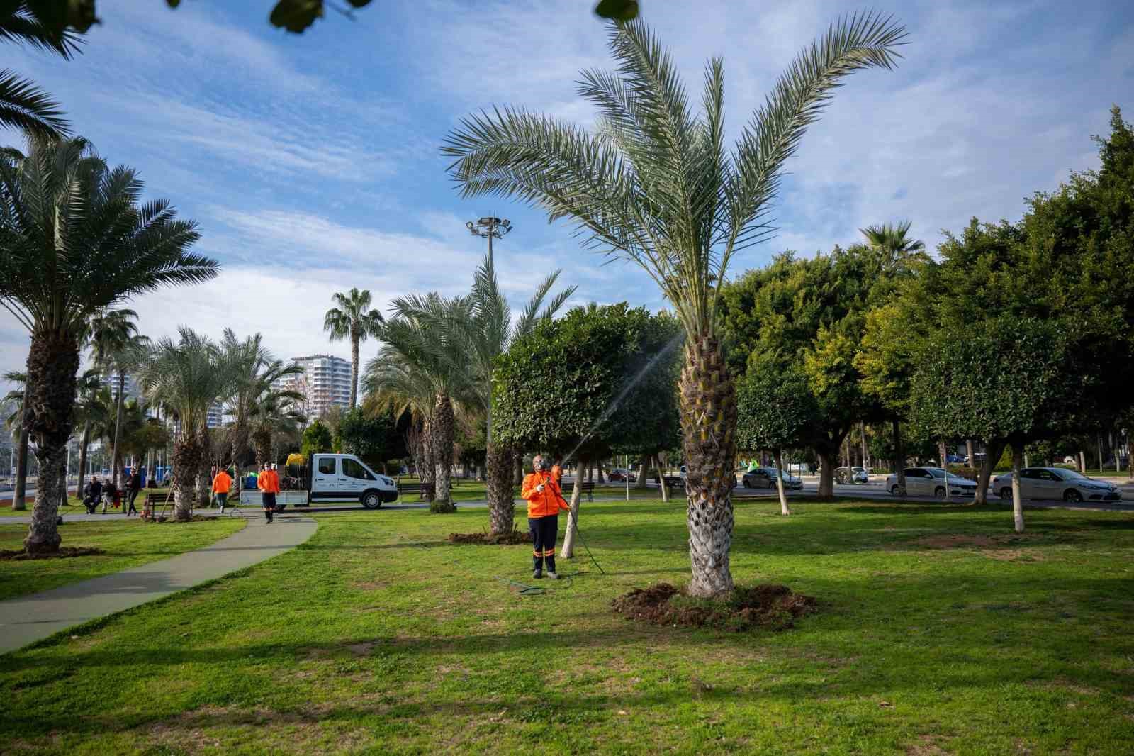 Mersin’in simgesi palmiyeler zararlılara karşı korunuyor
?v=1