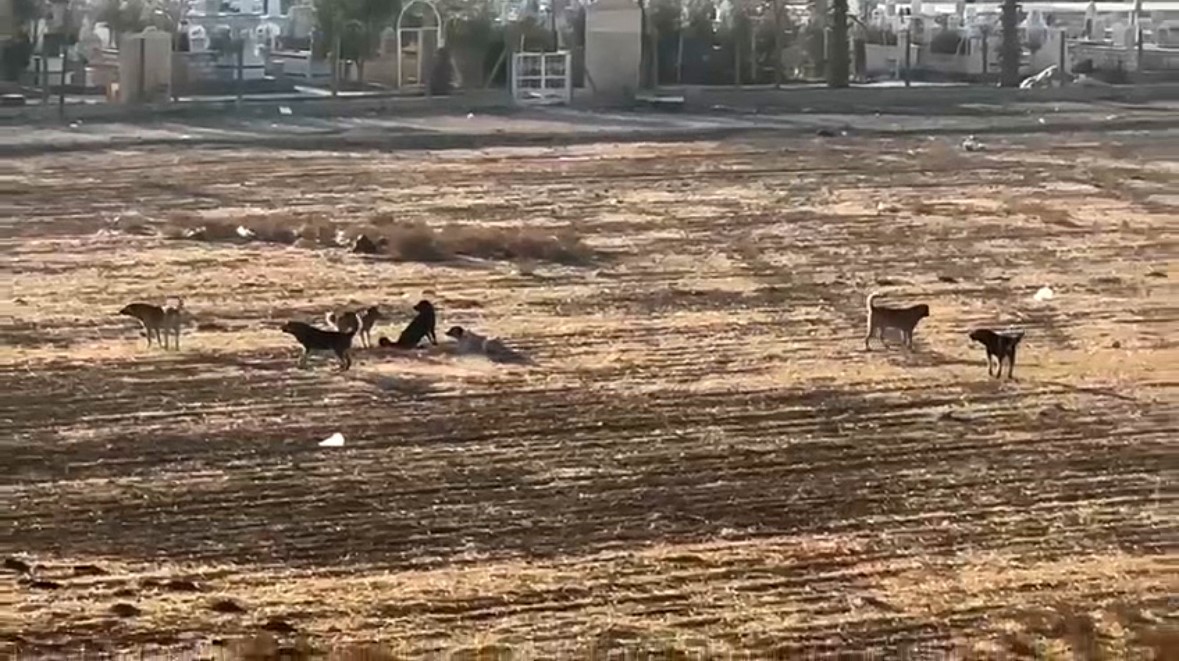 Nusaybin’de başıboş sokak köpekleri okul çevrelerinde tedirginliğe neden oluyor
?v=1