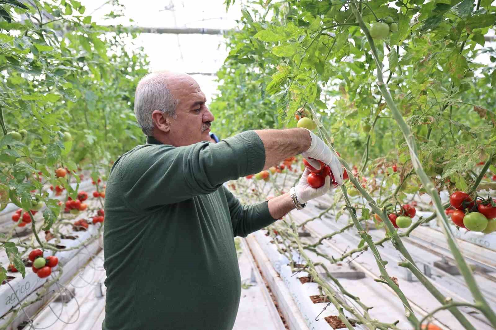 Aziziye’nin termal seralarında yeni dönem
?v=1