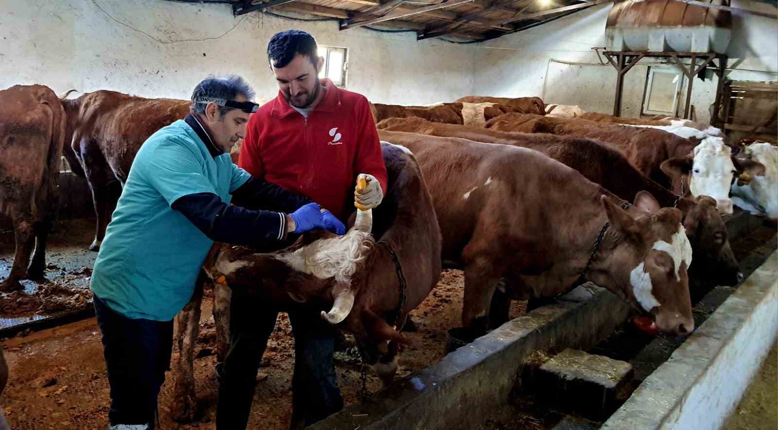 İliç’te şap ve brucella hastalığına karşı aşılama çalışmaları sürdürülüyor
?v=1