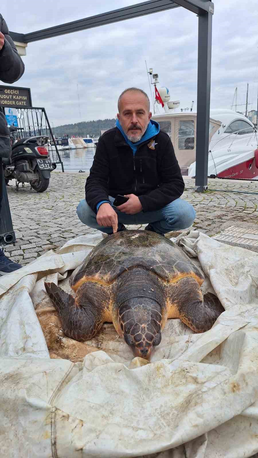 Çanakkale Boğazı’nda yolunu şaşıran caretta caretta yat limanına girdi
?v=1