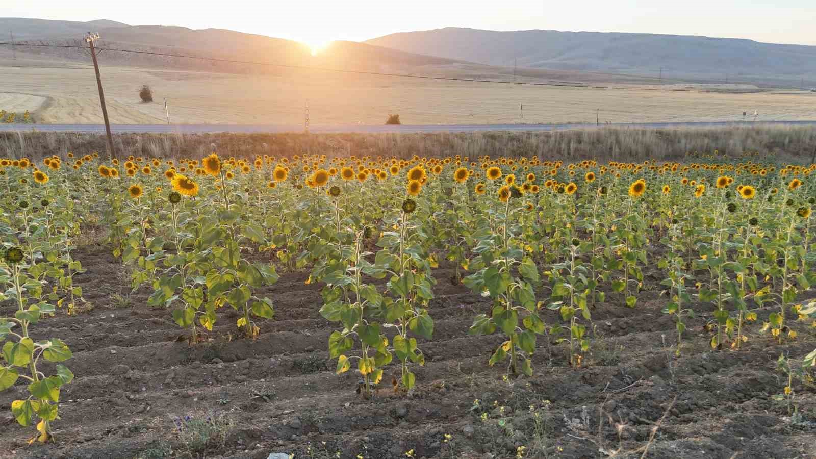 Sivaslı çiftçilere 903 milyon TL destekleme ödemesi
?v=1