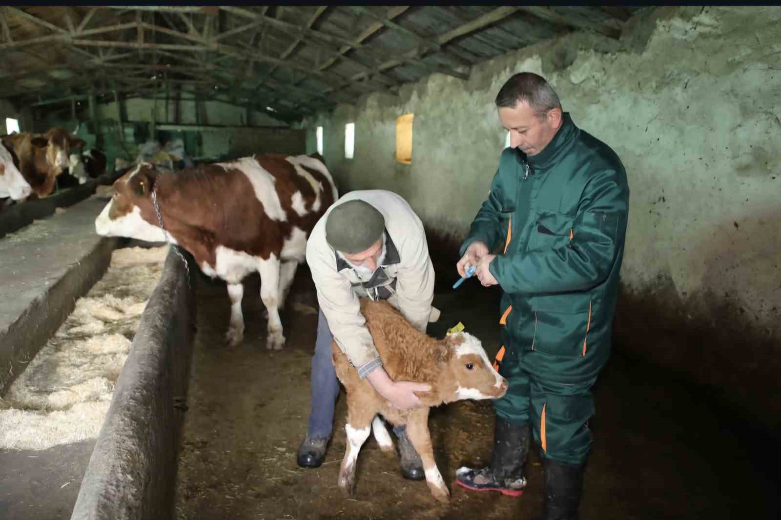 Elazığ’da şap ile mücadele: 5 bin büyükbaş aşılandı, 255 işletmede sağlık taraması yapıldı
?v=1