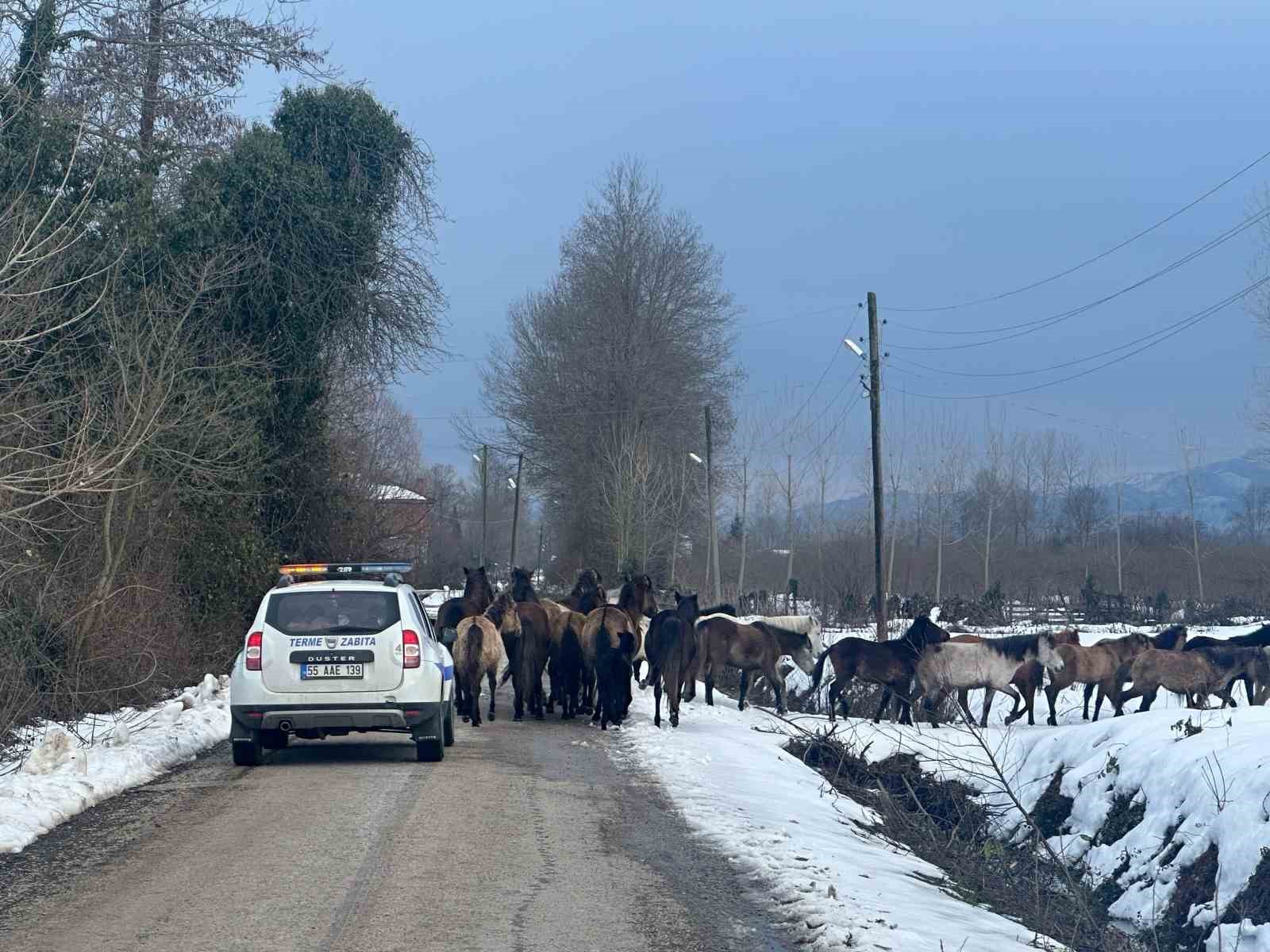 Samsun’da başıboş atlar belediyeyi harekete geçirdi
?v=1