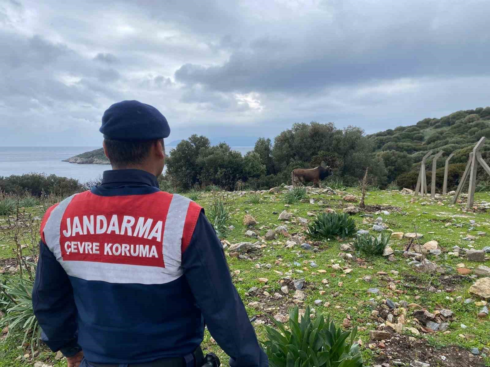 Dilek Yarımadası Milli Parkı’nda jandarma denetimi
