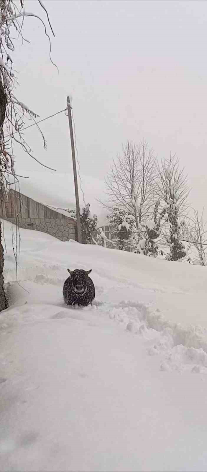 Rize’de kışlık ahırından kaçan boğa yazlığında bulundu
?v=1