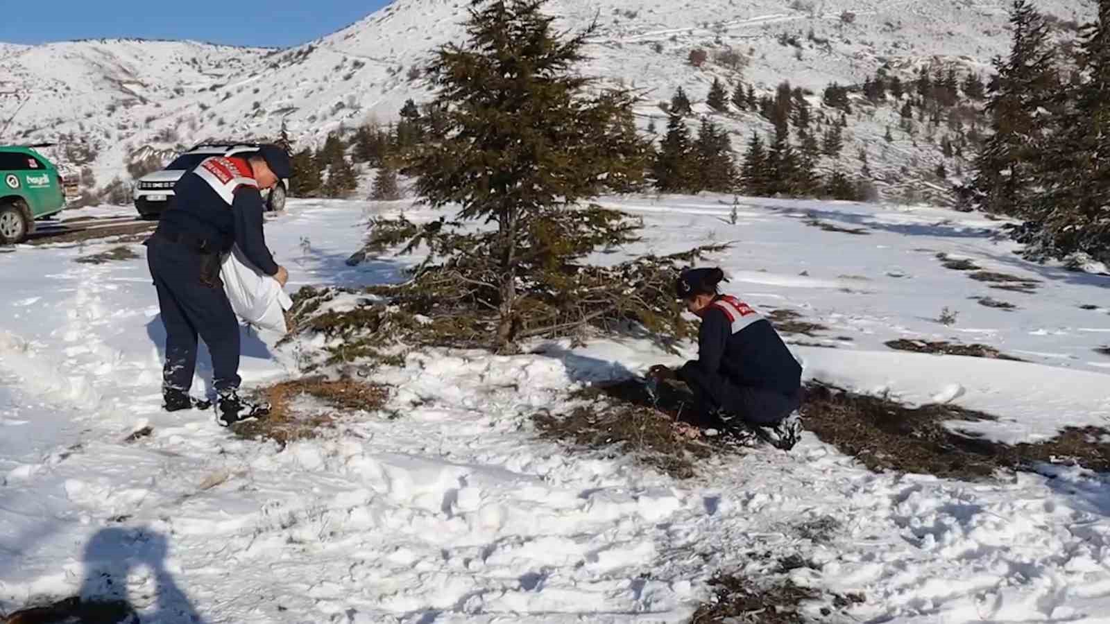 Jandarmanın yem bıraktığı alanlarda hayvanlar fotokapanlarla görüntülendi
?v=1