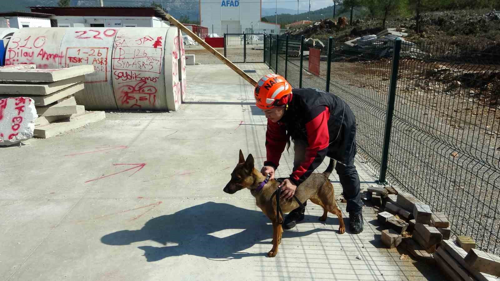 Enkazın sessiz kahramanı arama kurtarma köpeği Tayga görev başında
?v=1