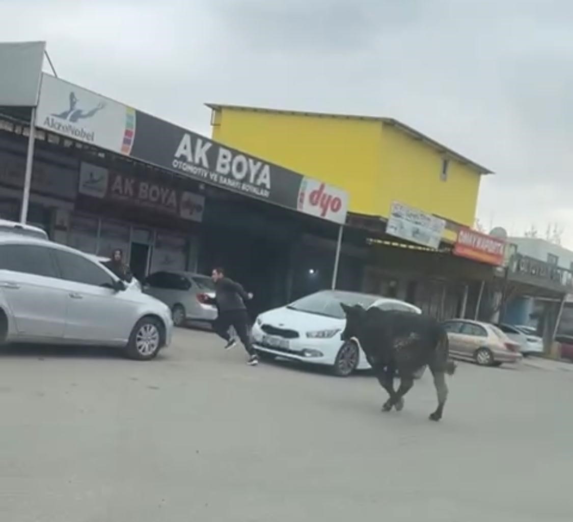 Batman’da sanayi sitesine giren inek esnafa zor anlar yaşattı
?v=1