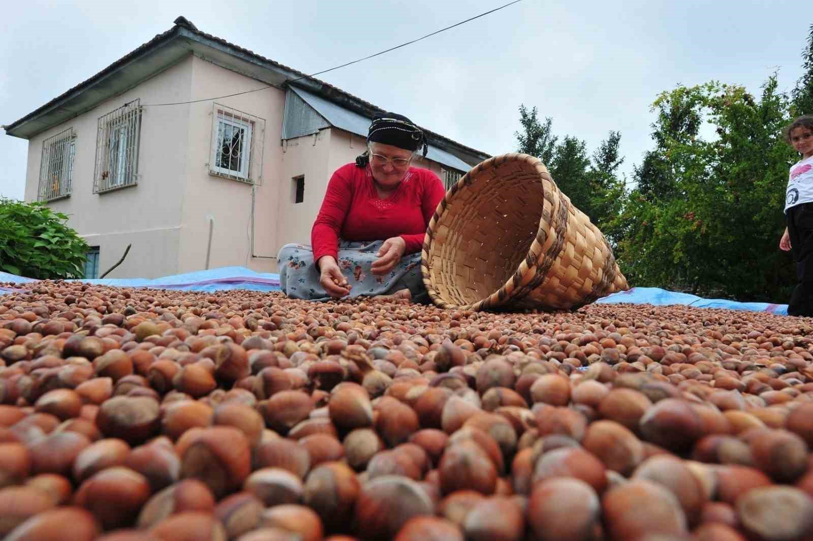 Düzce’den AB ülkelerine 5 bin 422 ton fındık ihraç edildi
?v=1