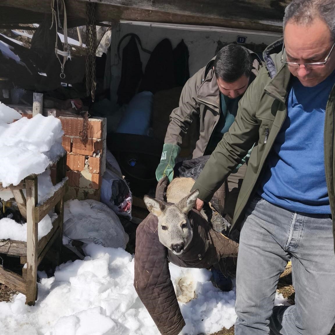 Dikenli tele takılan karaca yavrusunu ekipler kurtardı
?v=1