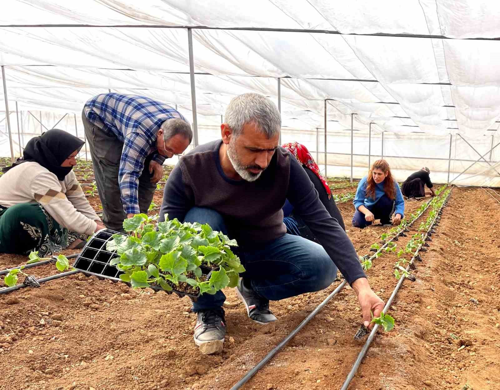 Şanlıurfa’da sebze fideleri seralarda toprakla buluştu
?v=1