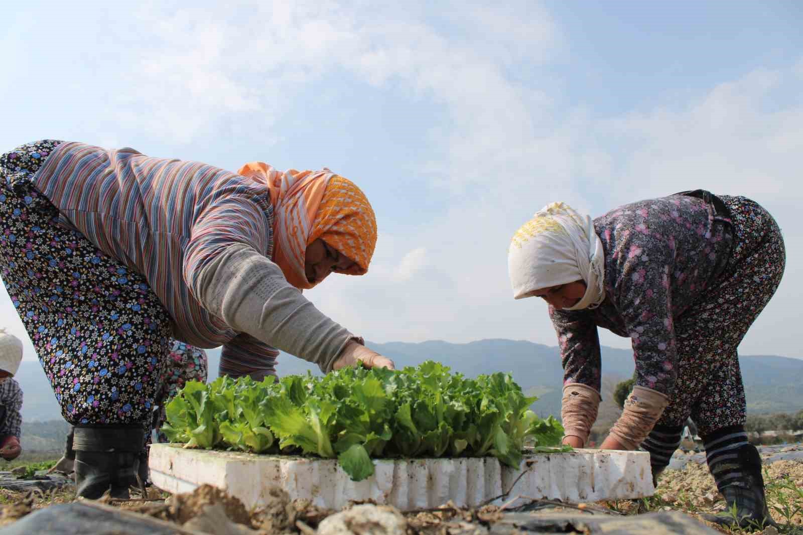 Aydın’da yaz marulları toprakla buluştu
?v=1