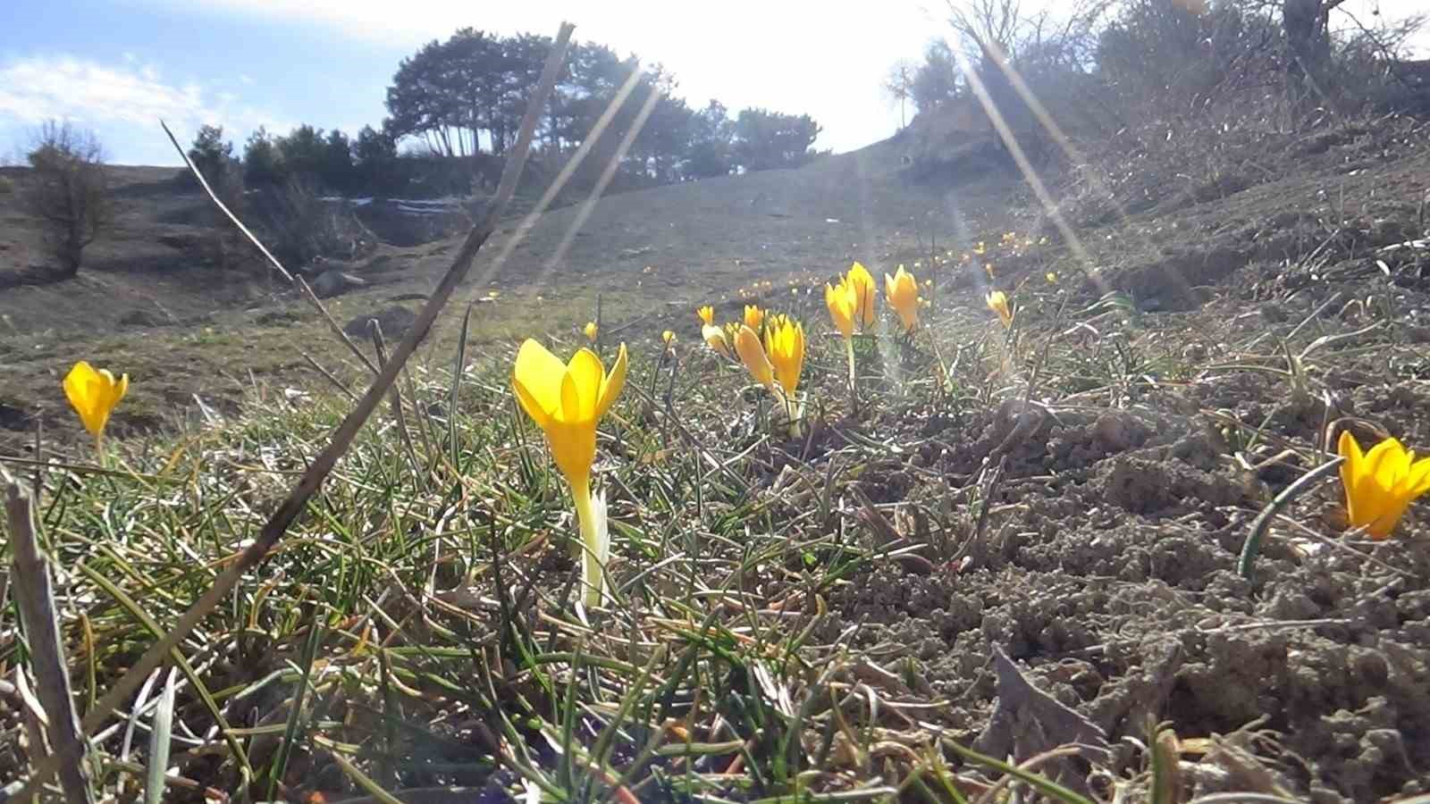 Bolu’da  baharın müjdecisi  çiğdemler çiçek açtı
?v=1