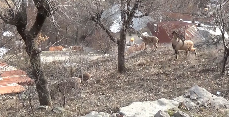 Tunceli’de, koruma altındaki yaban keçileri yerleşim yerlerine kadar indi
?v=1