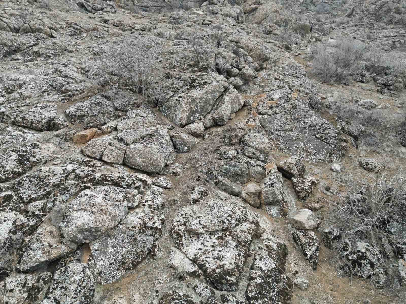 Şırnak’ta dağ keçileri dronla görüntülendi
?v=1