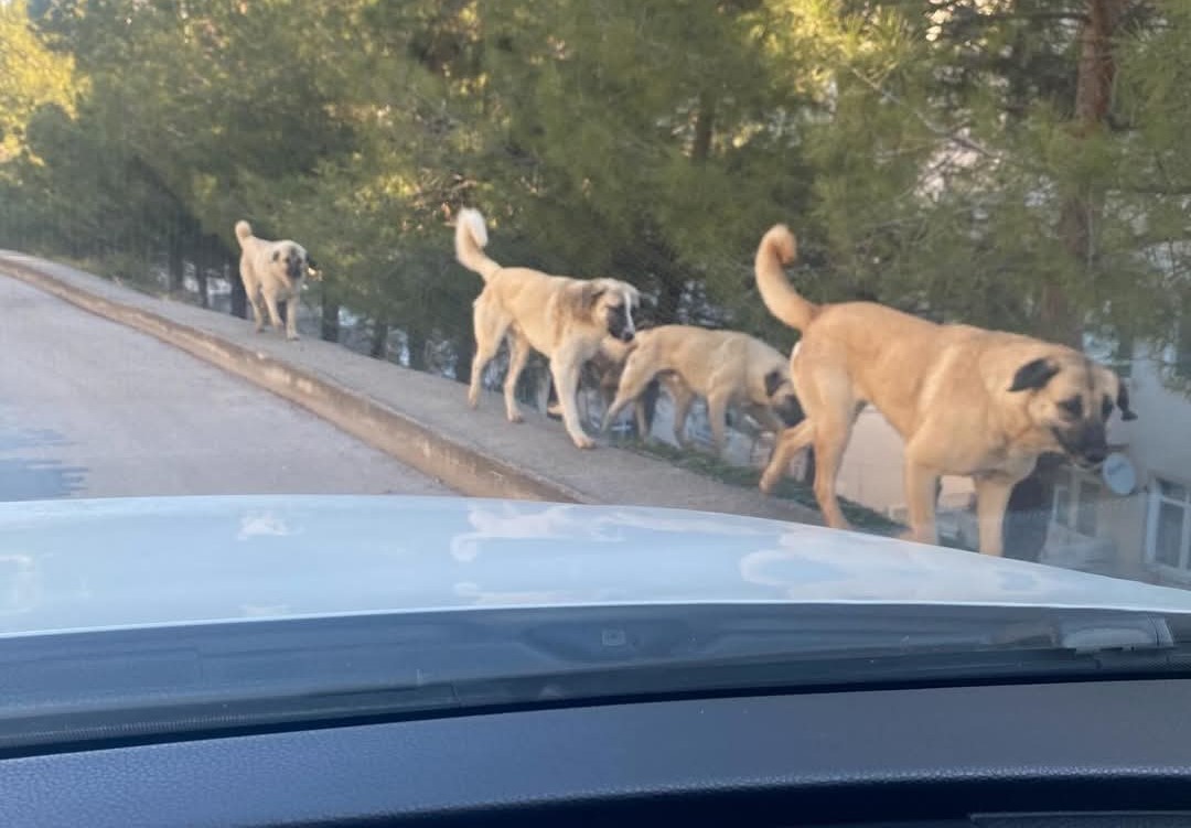 Amasya’da tedirgin eden görüntü: Sokaklarda köpek çeteleri
?v=1