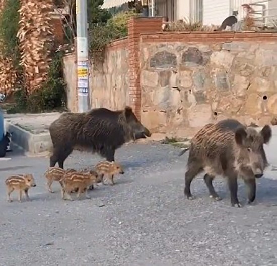 Domuz sürüsünün rahatlığı şaşırttı
?v=1