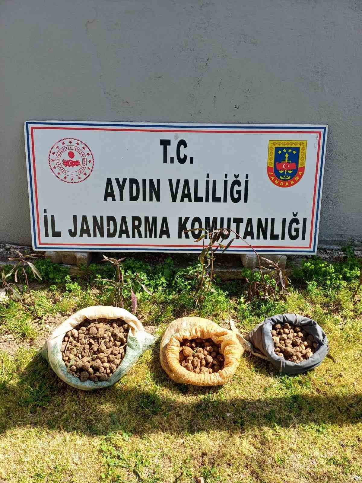 Didim’de 10 kilo salep toplarken yakalandılar
?v=1