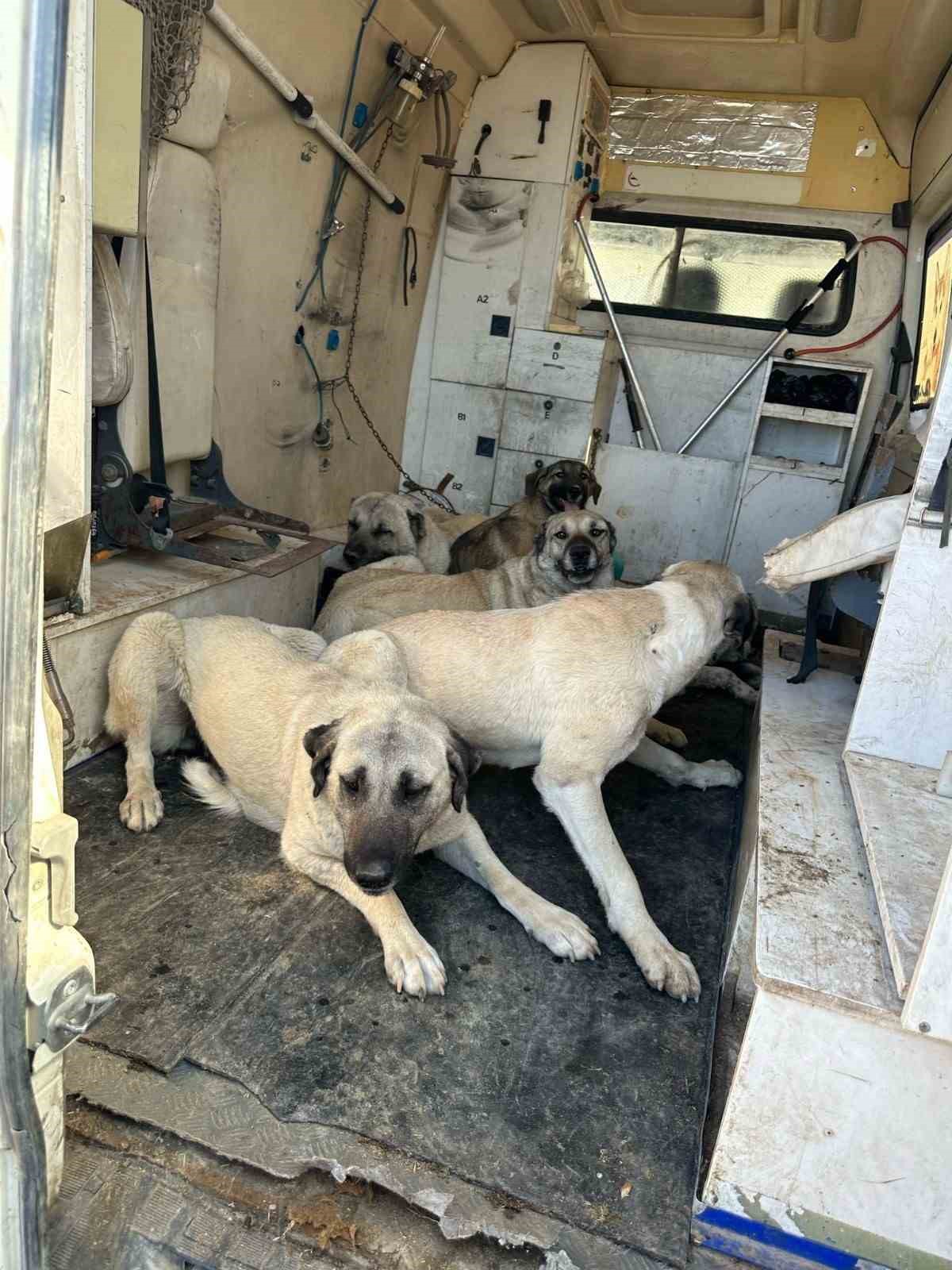 Kahta’da başıboş sokak köpekleri toplanıyor
?v=1