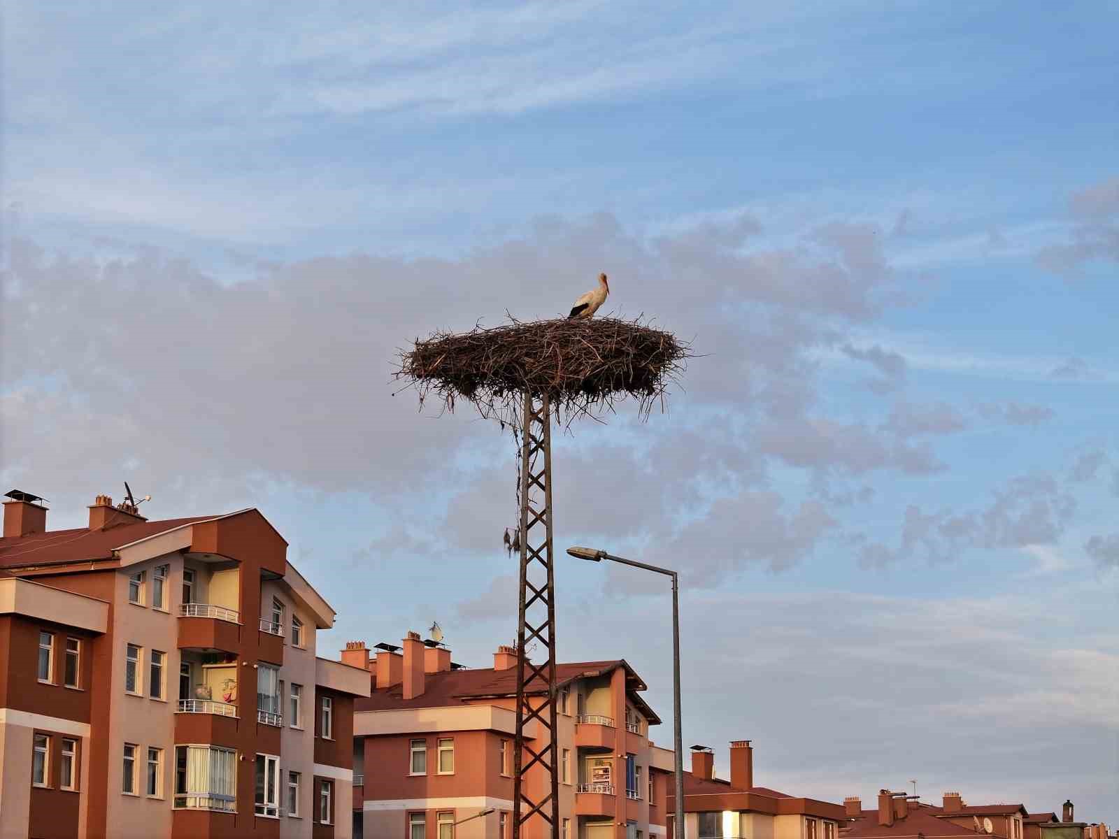 Konya’nın Yaren leylekleri geldi
?v=1