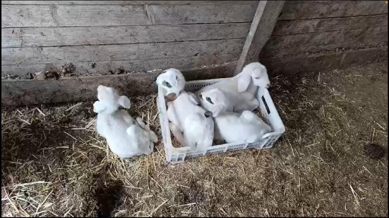 Burdur’da bir koyun tek seferde 4 erkek kuzu doğurdu
?v=1