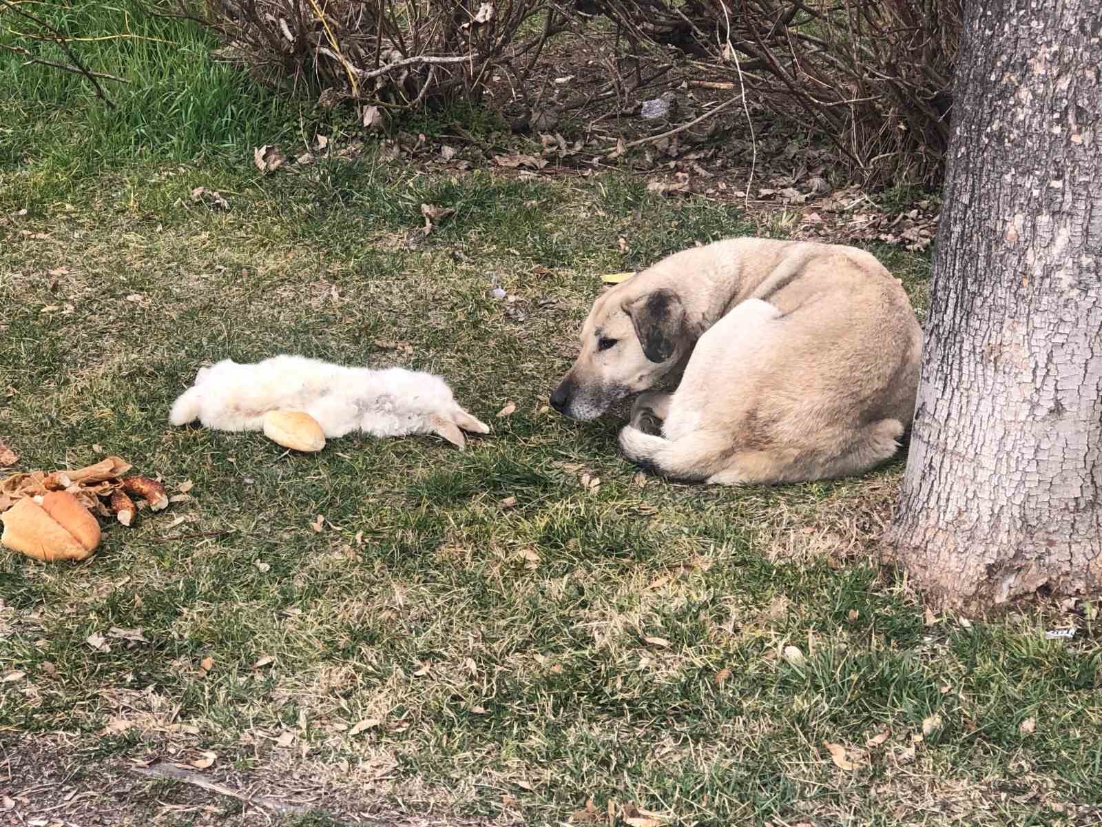 Vefalı köpek ölen dostunu yalnız bırakmadı
?v=1