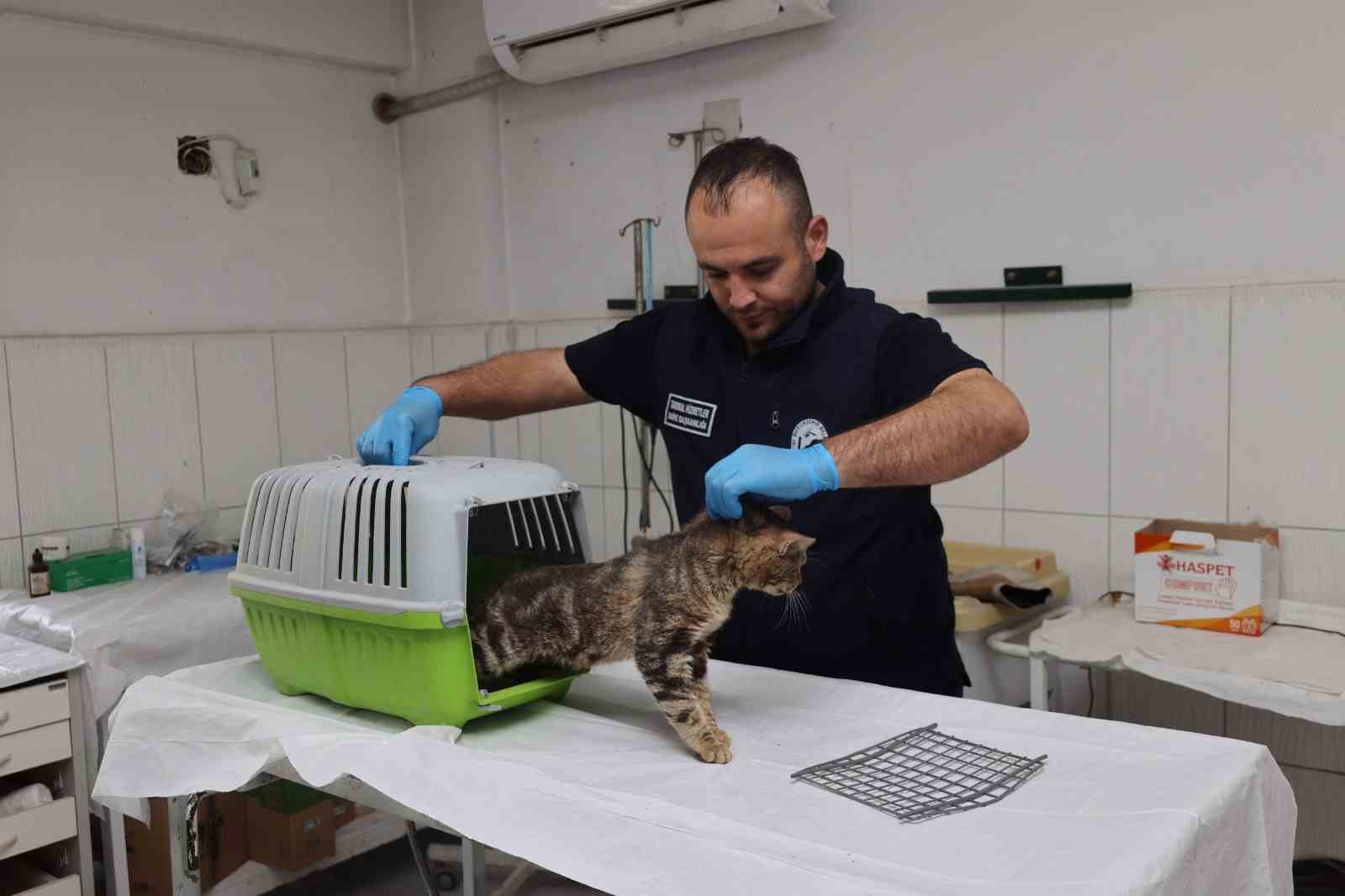 Sosyal medyadan paylaşılan hasta kedi tedavi altına alındı
?v=1