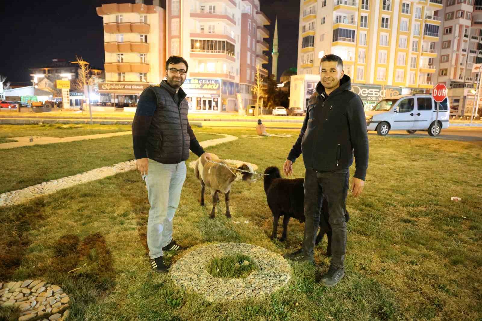 Kamyonetten yola düşen  Mor Karaman  ırkı koyunlar kaderine terk edildi
?v=1