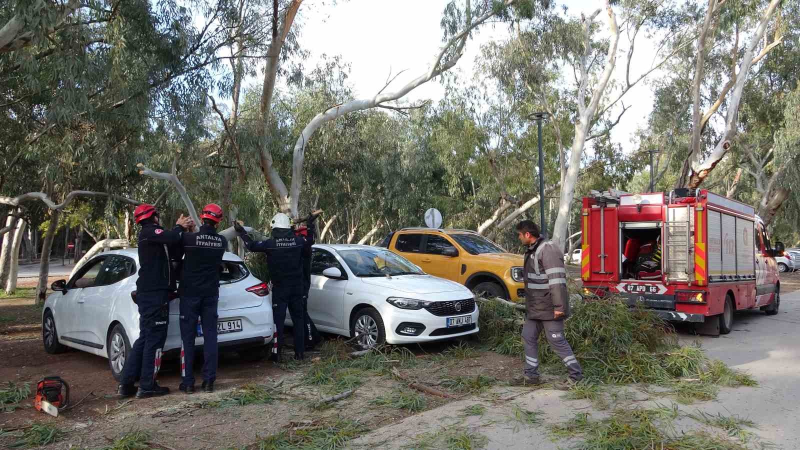 Rüzgar nedeniyle devrilen ağaç iki otomobile zarar verdi
?v=1